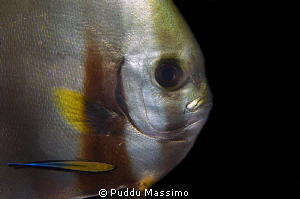 portrait bat fish,nikon d2x 60mm macro,wakatobi by Puddu Massimo 